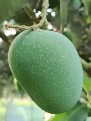 gopal product image গোপালভোগ আম