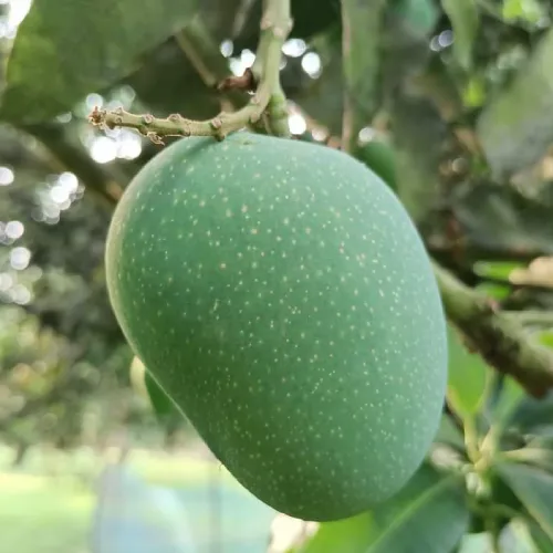 গোপালভোগ আম