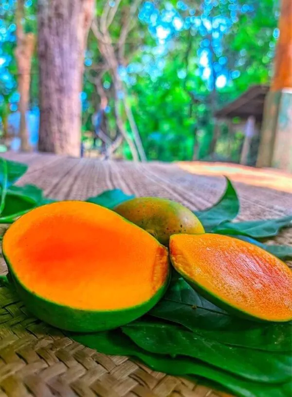 গোপালভোগ আম