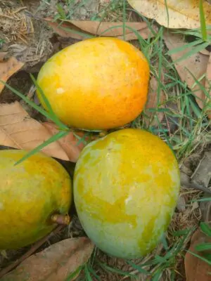 a10 গুটি আম