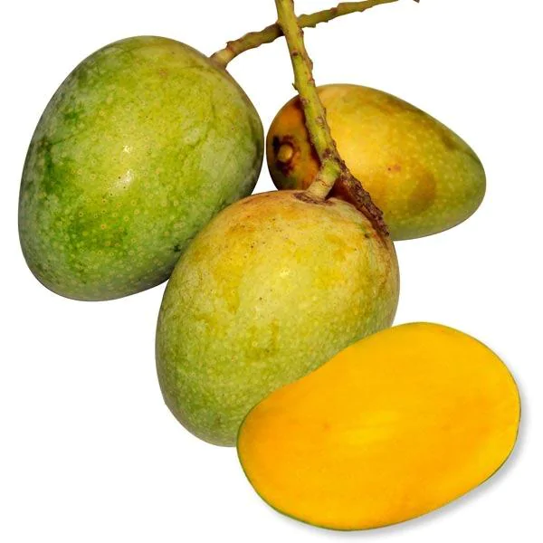 গোপালভোগ আম