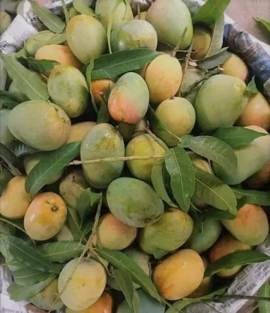 গোপালভোগ আম