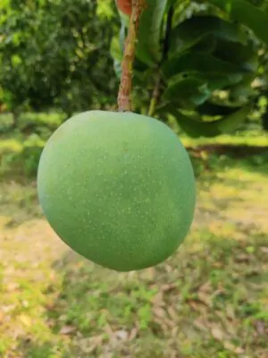 gv1 গোবিন্দভোগ আম