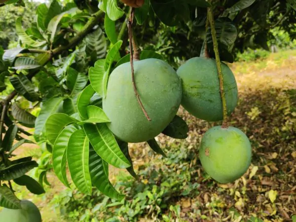 গোবিন্দভোগ আম