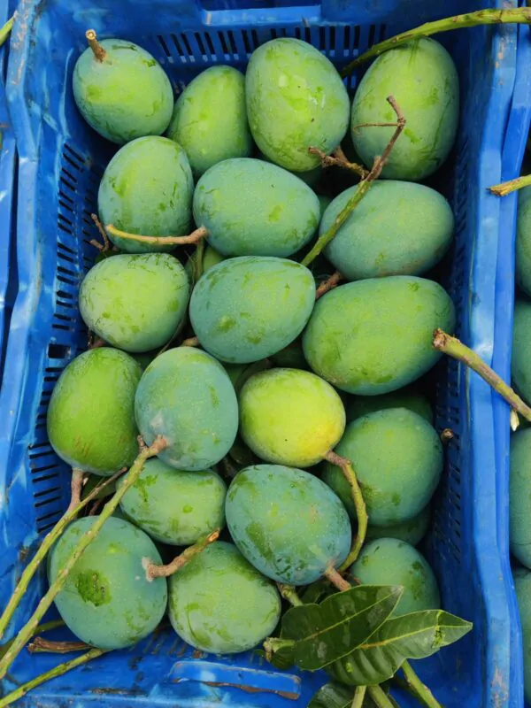 গোবিন্দভোগ আম