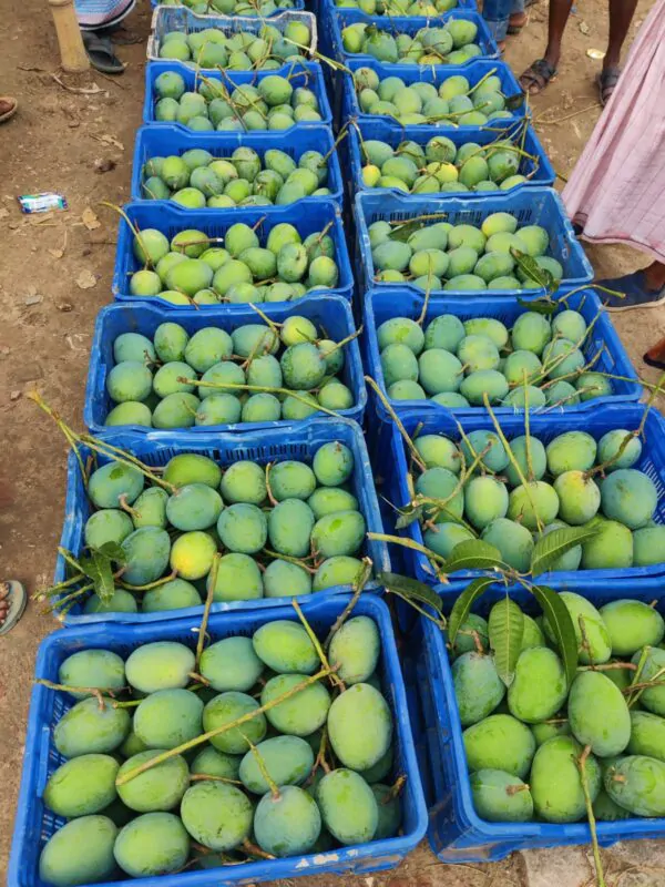 গোবিন্দভোগ আম