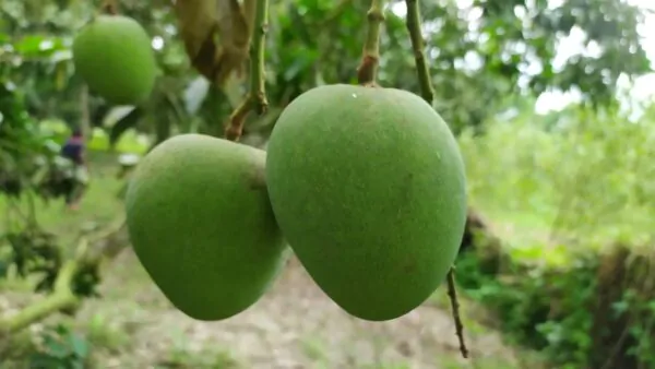 h3 হিমসাগর আম