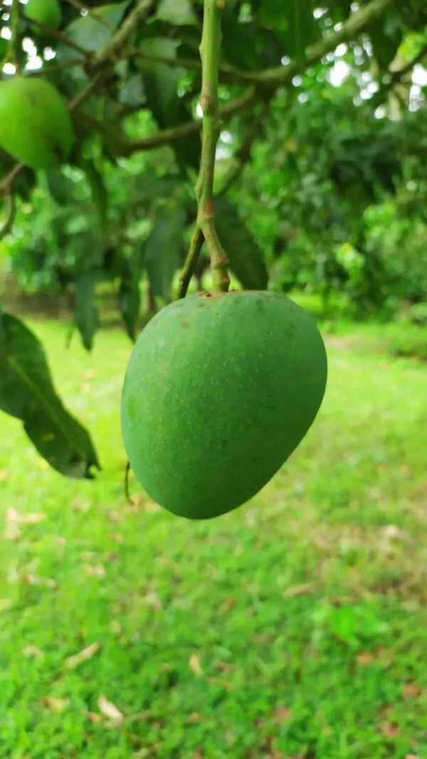 h4 হিমসাগর আম