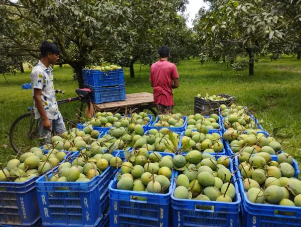হাড়িভাঙ্গা আম