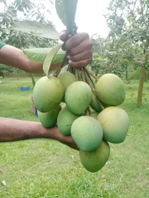 WhatsApp Image 2024-06-19 at 1.53.52 PM হাড়িভাঙ্গা আম
