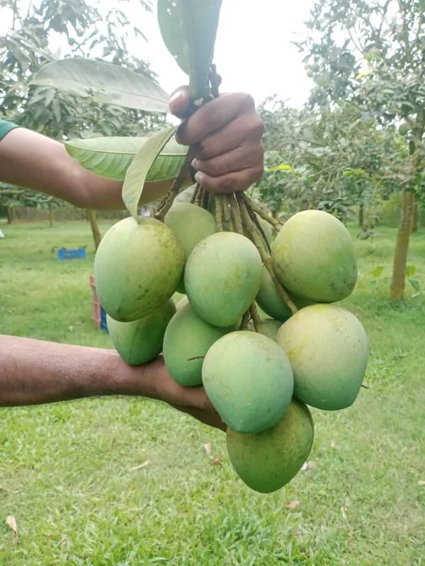 হাড়িভাঙ্গা আম