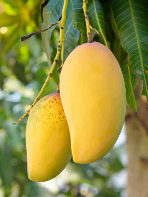 কাটিমন আম 2 কাটিমন আম