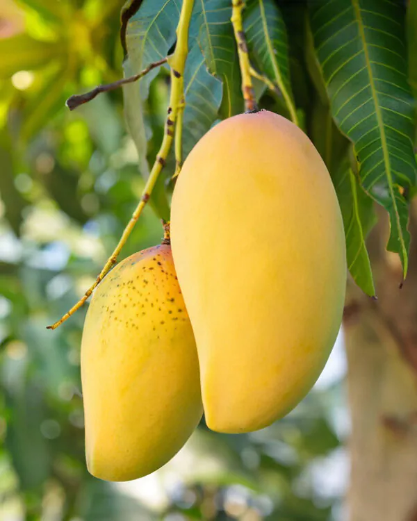 কাটিমন আম